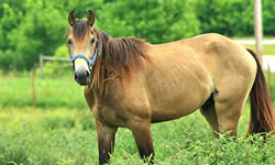 Equine / Horse Training