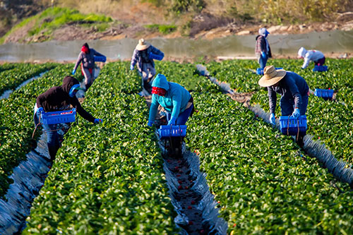migrants picking strawberries in a field
